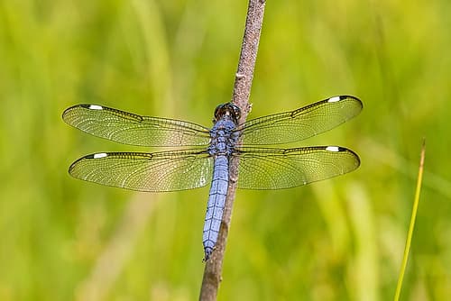 Spangled Skimmer male-Marion County-Illinois Art Print